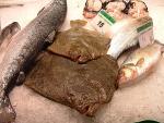 Fischrezepte