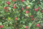 Pflanzen & Obstb�ume
